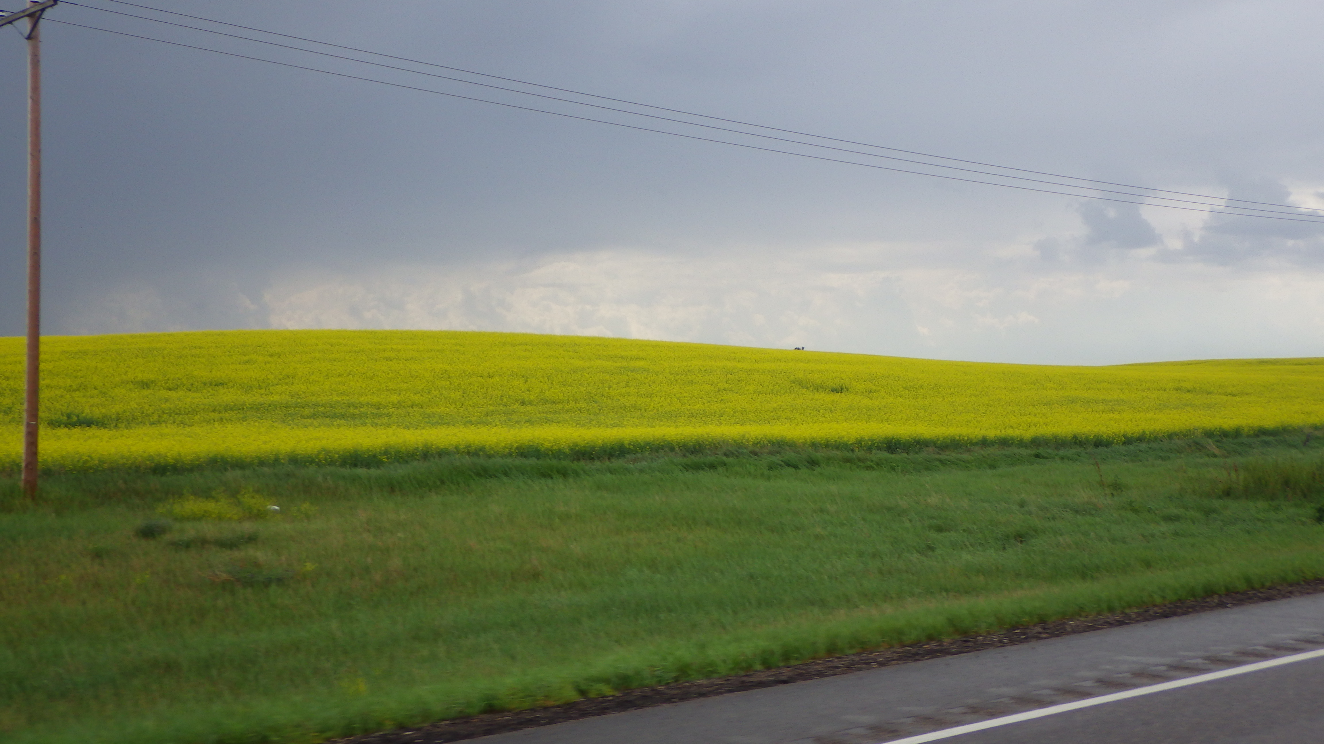 Canola Saskatchewan