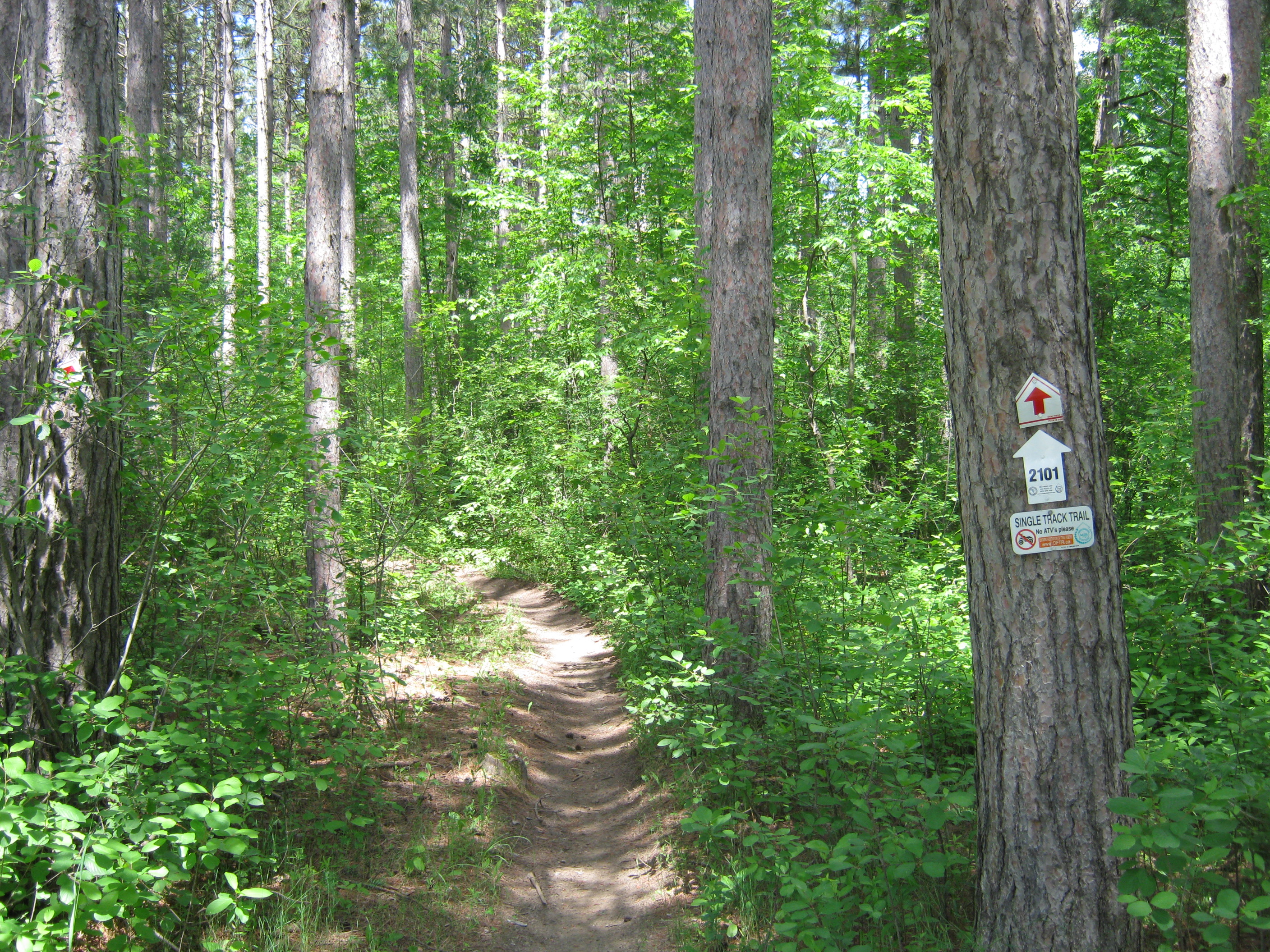 Limerick Forest Single Track Trail
